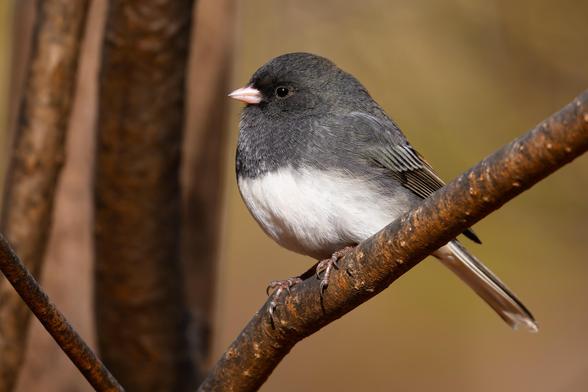 A small songbird sits perched on a brown branch, seen in clear detail and taking up most of the frame. The bird has a smooth, rounded body with soft, fluffy feathers. Its head, back, and upper chest are a deep charcoal-gray, while its lower belly is snowy white, giving it a very clean, sharply divided two-tone appearance. The beak is pale pink and short, shaped like a tiny wedge, and its dark, shiny eye reflects the light, making the bird look alert and gentle. Its wings are tucked neatly along its sides, showing subtle streaks of gray and muted brown. The background is softly blurred in warm tan and gold tones, making the bird and branch stand out clearly and giving the image a calm, quiet feeling.