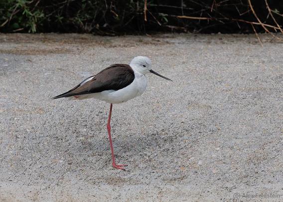 Black-winged stilt at the Paris zoo