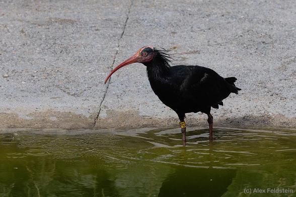 Northern Bald Ibis at the Paris zoo