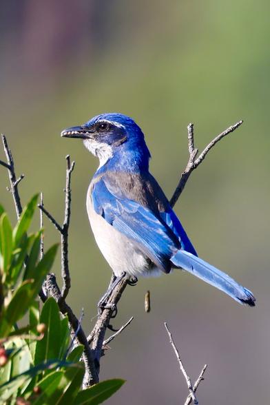 a blue bird with seven tiny rocks on its beak.
