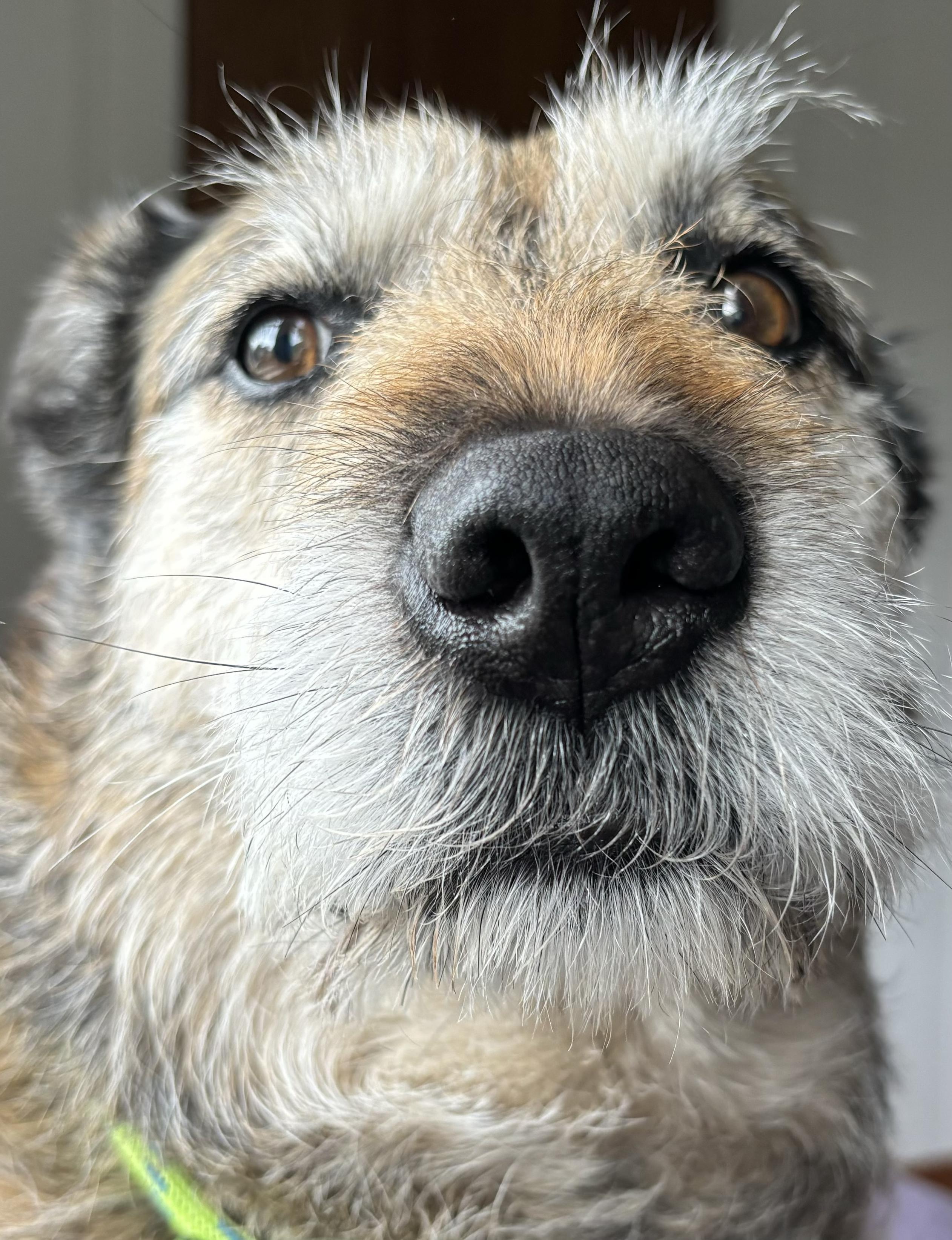 extreme closeup view of large curly blonde dog head staring directly into the camera