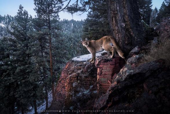 Cougar in Montana. perched on rocky ledge in a mountainous forest