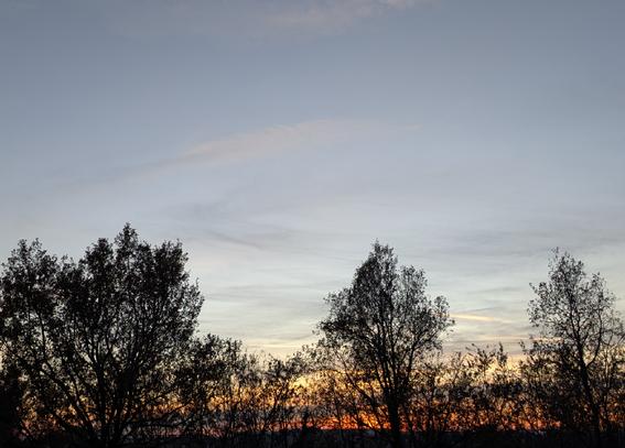 Il tramonto nell'immagine è caratterizzato da un forte contrasto tra il cielo sereno e le sagome scure degli alberi in primo piano.
La parte superiore del cielo ha una tonalità fredda e calma di azzurro e grigio chiaro. Verso l'orizzonte, i colori si scaldano, passando a sfumature tenui di giallo e arancione, tipiche dell'ora del crepuscolo.
La vegetazione occupa la metà inferiore dell'inquadratura, apparendo quasi completamente nera in silhouette (controluce) contro la luce più brillante dell'orizzonte. La loro forma e densità offrono un netto punto focale visivo.