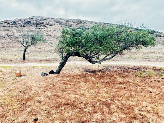 A tree has been blown by the wind all its life, so it is basically growing horizontally with a nice curvature like a gentle rolling hill. The leaves are green and the trunk/branches are very dark. The foreground is dry grass that is a golden rust color. There is a hill in the background that is light taupe to light gray with rocks. One other tree is midway back. Laguna Lake Park, San Luis Obispo, California.