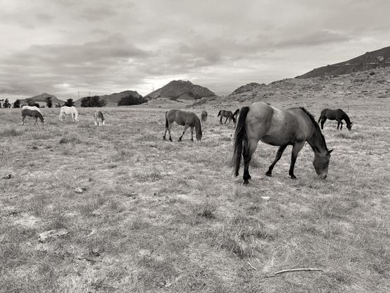 Monochrome image of horses grazing in a field of dry grass. The horses rang from black to white (in color they were black, brown, and white).There are rolling hills and mountains in the background., and the sky is cloudy. Laguna Lake, San Luis Obispo, California.