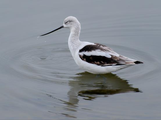 An American Avocet, looking very sweet with eye nearly closed.  On calm water with a pretty clear reflection.