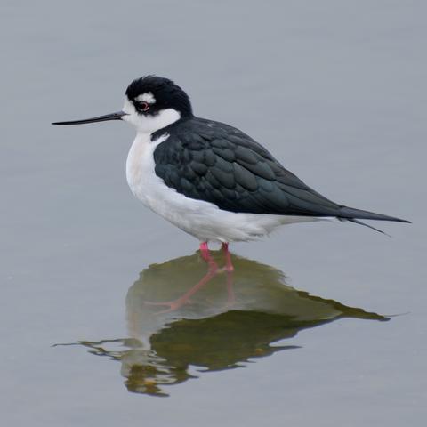 Black-necked Stilt, on calm water - pink legs showing through the clear calm water - red eye also catching a little light on this dull day.