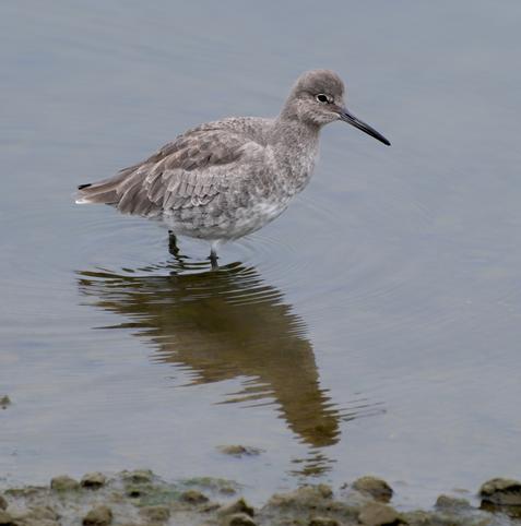 A Willet, with the other waders in the shallow water at the inside harbor edge.