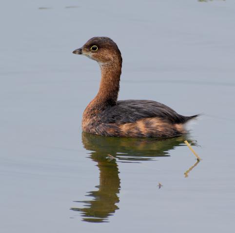 A Pied-billed Grebe, on calm water with rippled reflection.