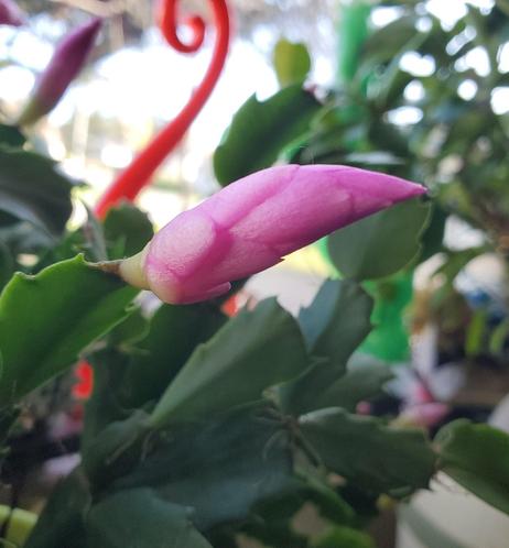 Close-up of a pink, unopened Christmas cactus bud emerging from serrated green leaves, with blurred red and green accents in the background.