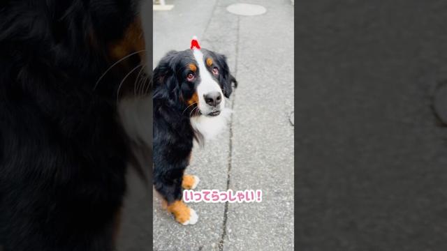 ほっこり通学時間💖小学生を見送るバーニーズマウンテンドッグ🐾