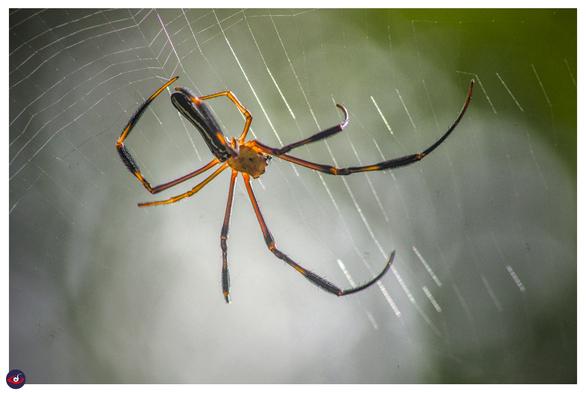 an orange and black spider on her web, there is a yellow line on its abdomen. 

the silk is visible, and the angle also shows the abdomen (with the spinneret) is working on connecting silk to get the web shape - and two hind legs connecting it to the radial web. 

further behind the background is green and grey (out of focus - tree and sky)