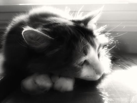 Black and white image of a cat lying in the sunshine, backlighting her long, soft hair and whiskers. She is lying on her stomach and looking pensive. There is a slight soft focus, creating a warm, dreamy glow all around.