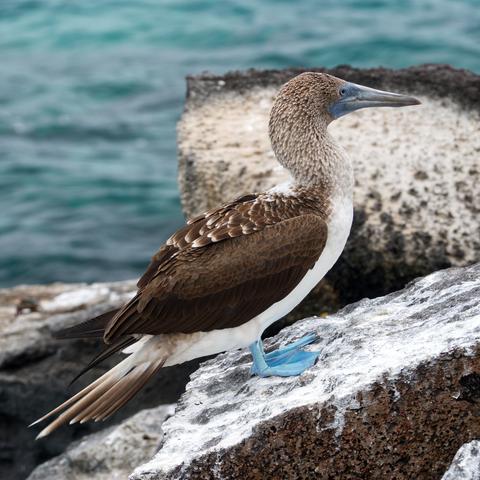 Ein Blaufußtölpel (Sula nebouxii) steht auf einem schrägen Stein, dessen Oberfläche vom Vogelkot weiß gefärbt ist. Der Kopf ist der höheren Seite zugewandt. Der Betrachter sieht den Vogel im Profil. Im Hintergrund das petrolfarbene Wasser des Pazifik.
Blaufußtölpel sind etwa so groß wie Gänse. Die leuchtend blauen Füße besitzen lederartige Schwimmhäute und sind eindeutiges Merkmal dieser Art. Die Füße werden blau durch Einlagerung von Carotin, ähnlich wie bei der Farbe der Flamingos wird diese Färbung über die Nahrung aufgenommen. Der Schwanz und die Flügel sind normalerweise lang und spitz. Das Gefieder ist braunweiß, der Schnabel graugrün gefärbt. Der Kopf ist dunkler gestrichelt und wirkt stachelig. Die Augen der Weibchen haben einen dunklen Pigmentring auf der inneren Iris, was ihre Pupillen größer erscheinen läßt als die der Männchen.