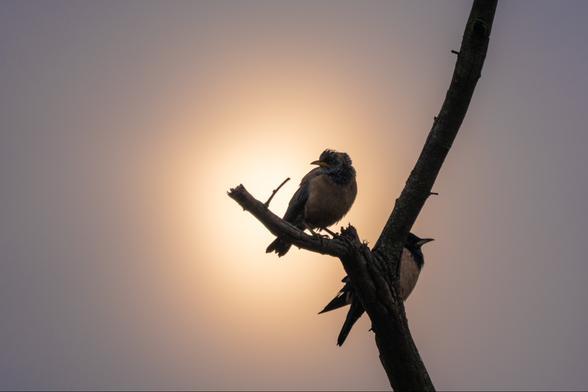 A silhouette of a pair of Mynas / Starlings perched on a leafless, thorny branch against warm glow of the sun through fog in the background.