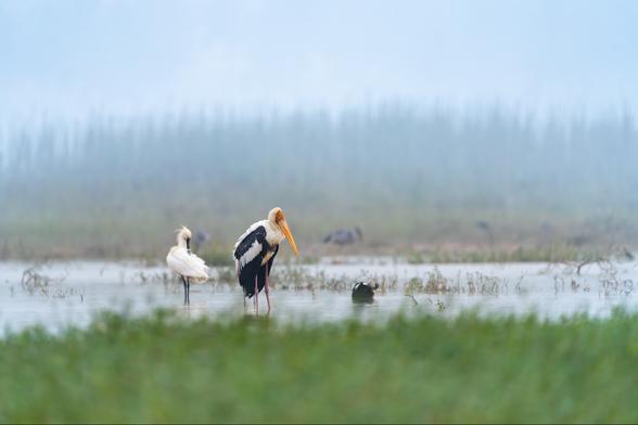 A painted stork stands in shallow water of a misty wetland, surrounded by soft green foreground and blurred wading birds in the background.