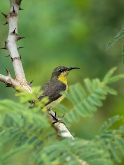 A female sunbird with a slender curved bill perches on a thorny branch, framed by soft green leaves and a smooth green background.