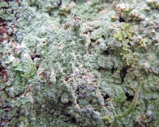Pale green lichen covers the bark of a tree. It has the texture of a dust bunny;  bubbles and bumps and smears. This lichen is composed of tiny balls of algae wrapped in fungal hyphae (hair-thin threads). A few leafy structures at upper right are another lichen, Cladonia sp., as is the erect stalk at lower right, a fruiting body of that same Cladonia.