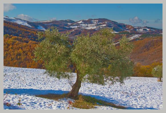 A single olive tree in a snow covered field. In the background a hilly tree covered landscape under a blue sky.