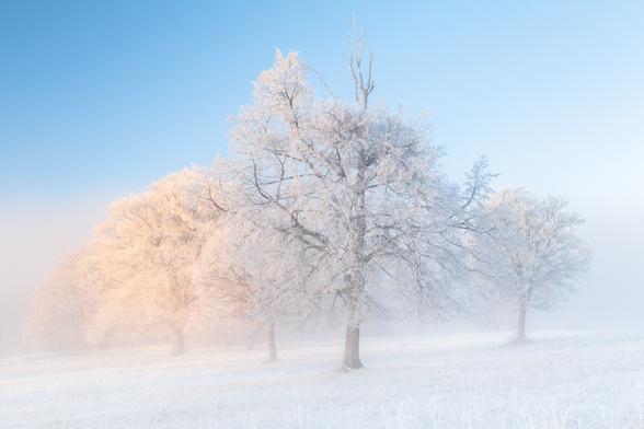 Eine Baumgruppe morgens bei Sonnenaufgang nach einer kalten Nacht, die viel Reif produziert hat. Die gesamte Landschaft ist weiß mit Reif überzogen. Die Baumgruppe hat im linken Bereich teilweise schon Licht der gerade aufgegangen Sonne. Nebel wabert durch die Szenerie.