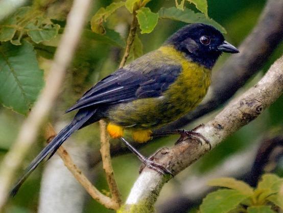 Yellow-green Brushfinch photographed by Daniel Hinckley | samazul.com