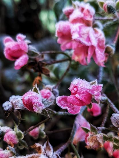 Rosa Blüten, dicht mit Raureif überzogen, feine Eiskristalle auf Blütenblättern und Kelchen, dunkler unscharfer Hintergrund. Foto by Johann Seidl, Freisinger Gartenblog