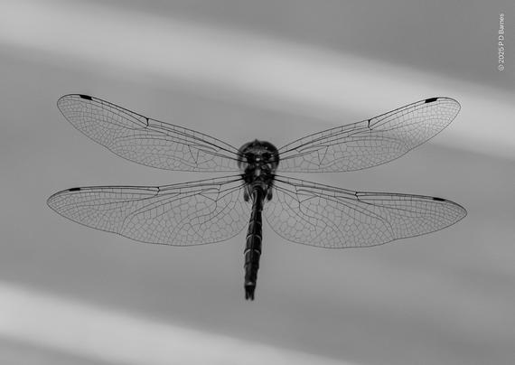 A dragonfly in flight, seen from above and behind, the tracery in its wings  clearly outlined against a light background.