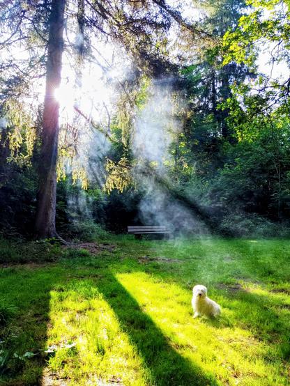 In einer dampfenden Morgenwiese sitzt ein kleiner weißer Hund. Auf der anderen Seite der Wiese ist eine Parkbank zu sehen.
