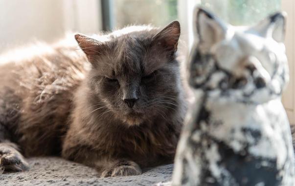 Photograph of a grey long-haired cat lying on a windowsill with its eyes closed behind a cat-shaped ornament.
