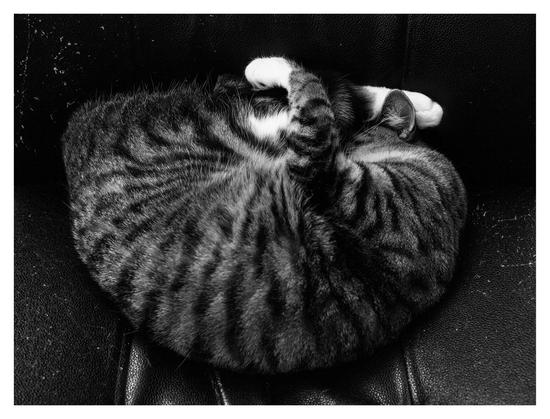 En liggande svartvit bild på en ihoprullad katt i en svart fåtölj. Hon är randig med vita tassar.