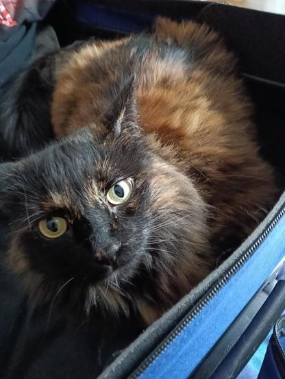 a close up of a tortoise shell cat sitting in a blue suitcase