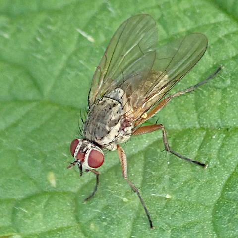 auf einem grünen blatt sitzt eine fliege, die aussieht wie so viele andere fliegen auch, mit den sehr großen hier rotbraunen facettenaugen und den zwei durchsichtigen, nach hinten über den hinterleib gelegten flügeln mit feiner äderung. der thorax ist heller als bei stubenfliegen, eher mittelgrau statt schwarz, seitlich sogar weiß. der hinterleib erscheint auch hell, aber etwas gelblicher, wobei nicht zu sagen ist, ob das nicht vielleicht an der leichten tönung der flügel liegt. am thorax sind spärliche aber kräftige borsten.