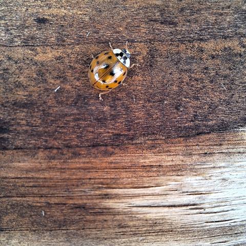 Macro-Aufnahme eines Marienkäfers auf einer dunkelbraunen leicht faserigen Borke. Die Flügel sind geschlossen, haben eine rotbraune Farbe mit schwarzen Punkten. Der Kopf ist weiß/schwarz gemustert. Drumherum sechs schmale Beinchen und vorne am Kopf zwei Fühler. Die glatten Flügel reflektieren das Licht des Himmels. Im unteren Teil des Bildes fehlt die Borke. Dort erscheint die waagerechte Maserung von rechts ganz hell bis zum linken Bildrand in schmutzigem Braun.