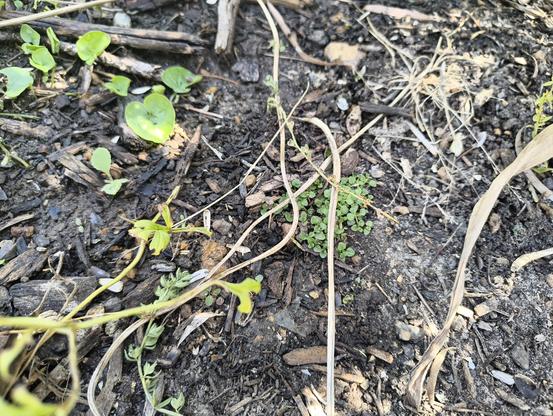 A tiny patch of Corsican mint, little round bright green leaves have emerged in a section of bare ground. When I say tiny patch, I mean it's about the size of a matchbox. I'm so thrilled. And since the rosemary has grown up in the meantime, it'll be protected from the worst of the summer heat this year. Yay!