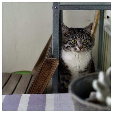 En fyrkantig bild på katten Sonja som sitter på en hylla på en balkong och tittar mot dörren.