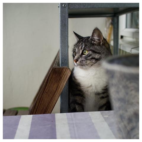 En fyrkantig bild på katten Sonja som sitter på en hylla på en balkong och tittar utåt mot fåglarna.