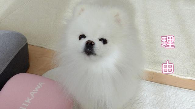 脱毛症のポメラニアンが毛を切ってはいけない理由