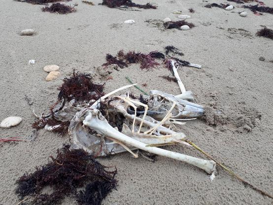 Un squelette d'oiseau, qui pourrait être un cormoran, est étendu sur le sable d'une plage réthaise