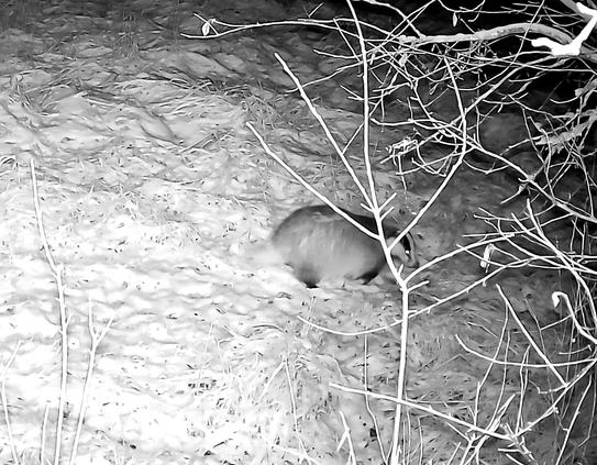 A badger passing by in the night, eye glowing in the infrared light. Its black and white striped face is clearly visible behind a young tree. The tail is somewhat blurry.