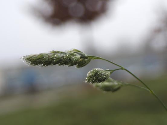 Water dropletts on grass