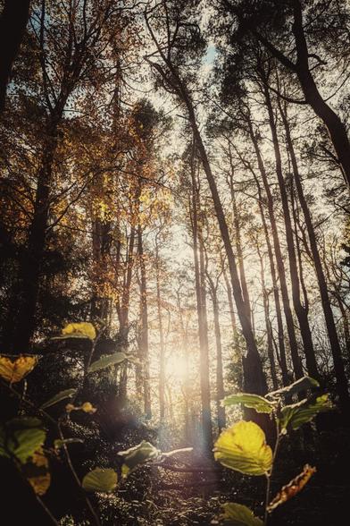 A low-angle photograph looking up into a dense forest canopy. Tall, slender tree trunks stretch towards the sky, silhouetted against bright sunlight that bursts through the branches, creating a lens flare effect. Golden and brown autumn leaves frame the shot in the foreground and fill the upper branches, glowing in the warm backlighting. The scene feels peaceful and ethereal.