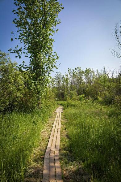 Pathway in Silent Valley Nature Preserve leads through wetlands to forest, offering a tranquil hiking experience near Owen Sound, Ontario.