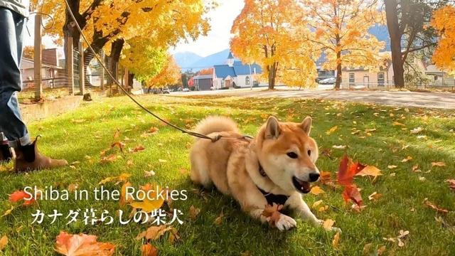 旅行を常に全力で楽しむ、好奇心旺盛な柴犬たち [4K]