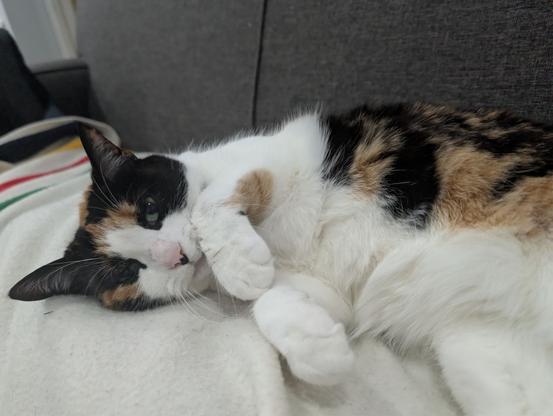 A calico cat lying sideways on a Bay blanket, paws cutely folded toward the camera