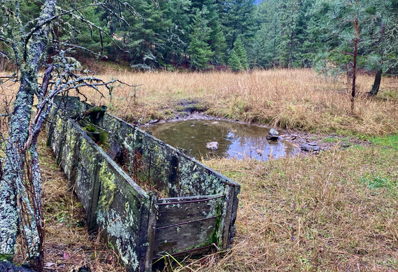 An old horse trough that’s rotten , plants growing in it and lichen growing on it, sits in a meadow of golden grass where there’s a tiny pool of water. The meadow is surrounded by thick pine forest.