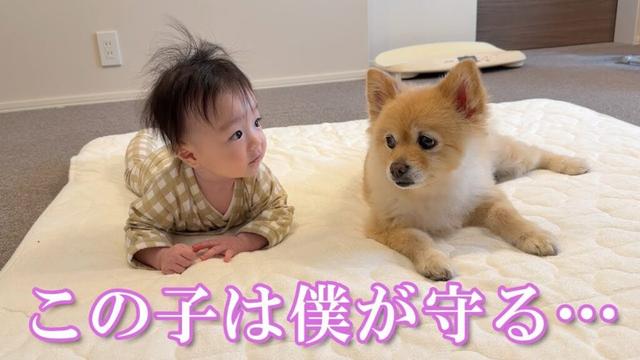 【育児ルーティン】赤ちゃんの様子を心配する過保護なポメラニアンとアラサー夫婦のリアルな一日に密着