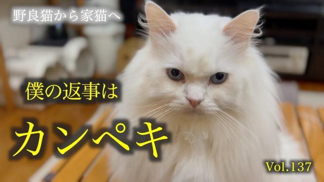 『ハイッ！』と完璧にお返事する愛猫をご覧ください！