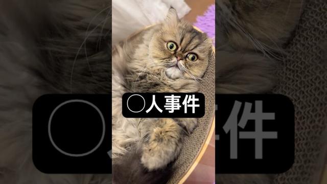 【ペルシャ猫】〇人事件現場！被害者めんちゃん #shorts #cat #ペルシャ