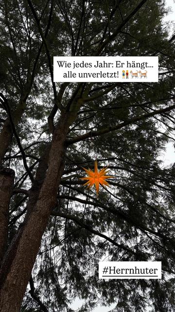 Herrnhuter Stern in unserer Hemloktanne