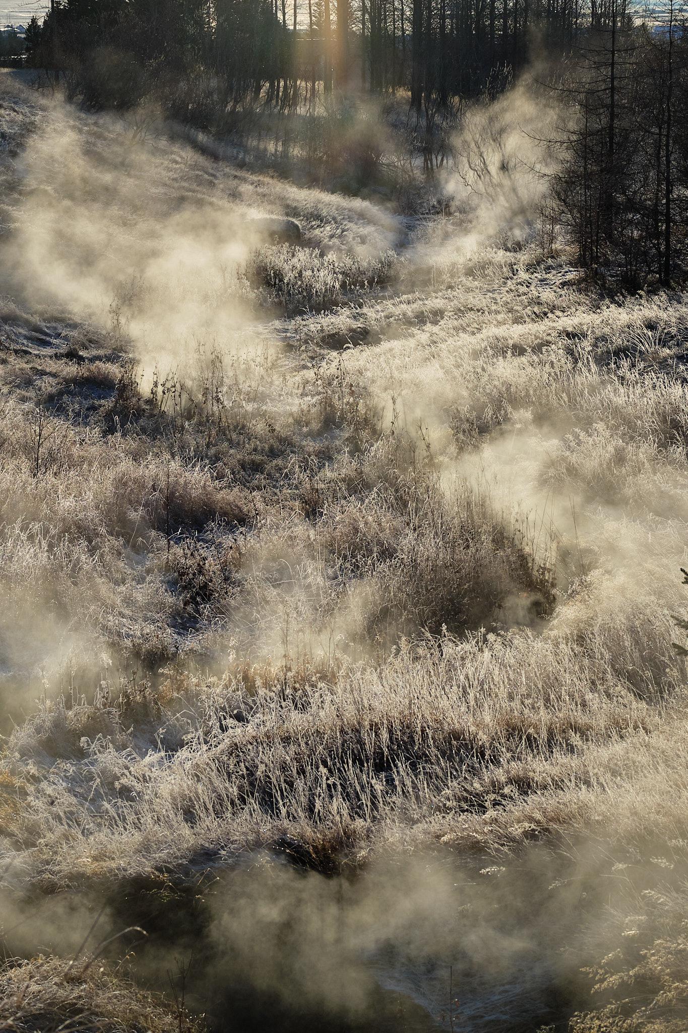 Steam covers grass and encrusts them with a bit of ice